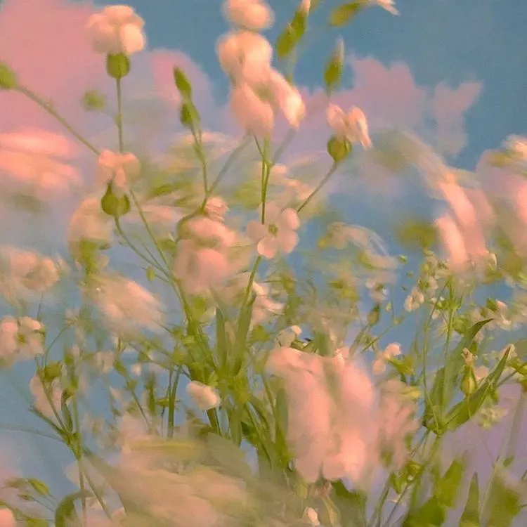 soft-focus white blossoms against a blue sky in warm morning light