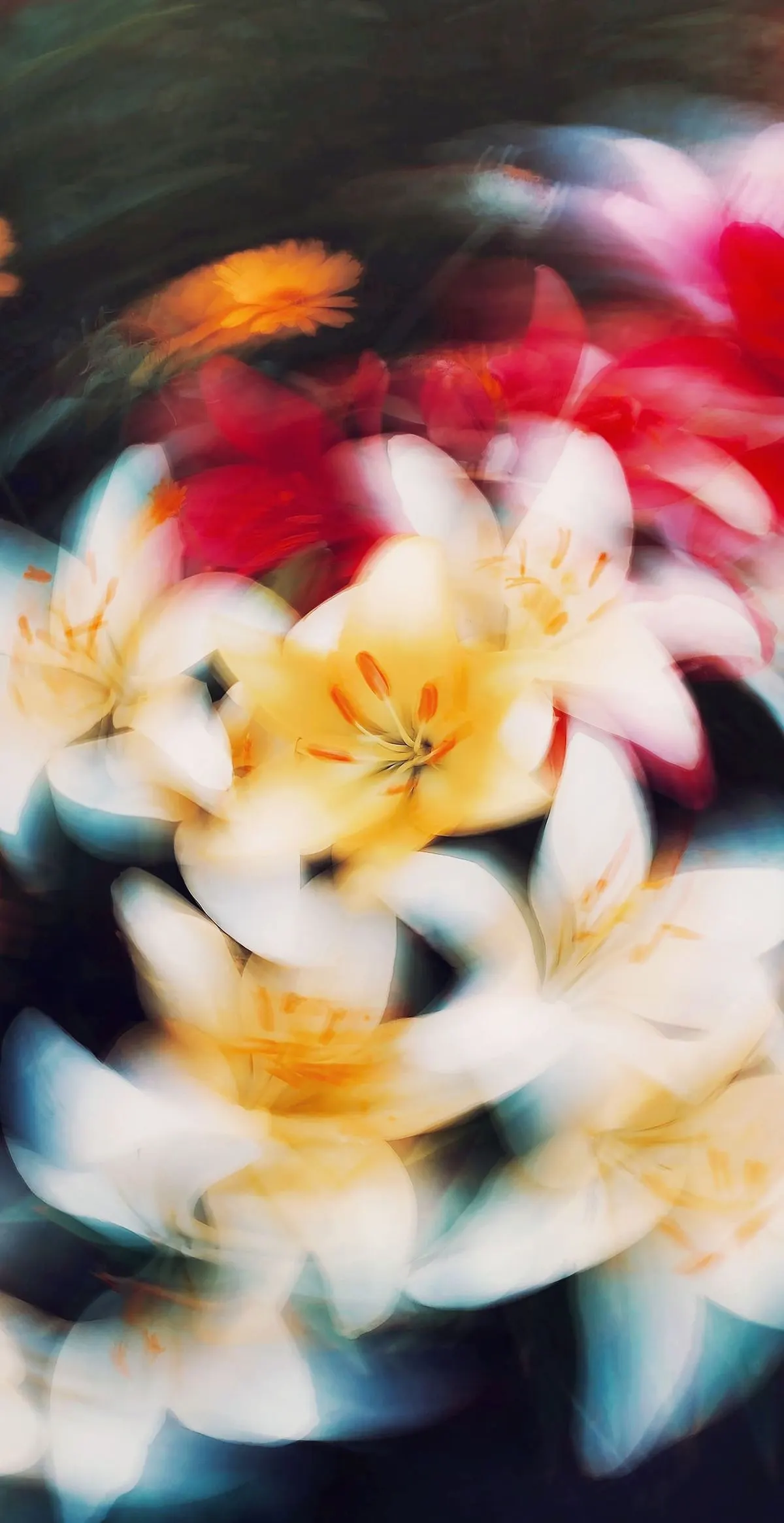 white and red lilies in a slow swirl of motion